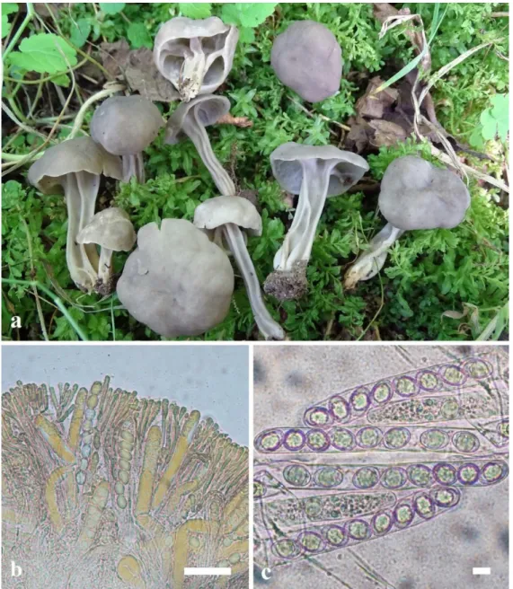 Figure 1. Ascocarps (a), asci and paraphyses (b) and ascospores of H. phlebophora (bars, b: 50  μm, c:10 μm) (b: in Melzer, c: in water) 