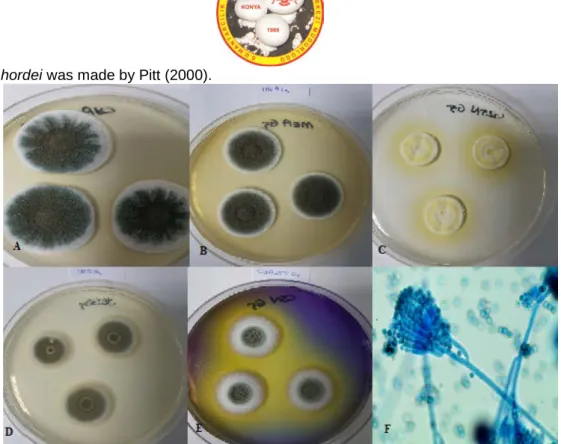 Figure 12. Penicillium hordei A. CYA medium, 25°C, colonial morphology for seven days