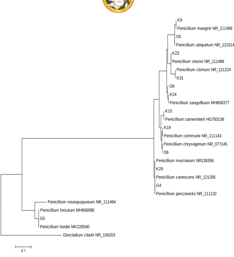 Figure 1. Molecular Phylogenetic analysis by Maximum Likelihood Method.  