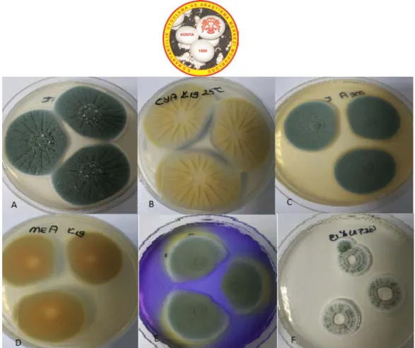 Figure 4.  P. commune A. CYA medium, 25°C, colonial morphology for seven days. B. CYA medium, 25°C,  revers colonial morphology for seven days