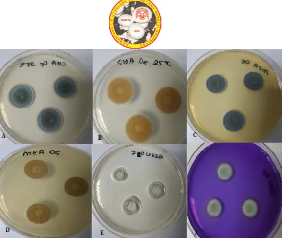 Figure 6. P. ubiquetum A. CYA medium, 25°C, colonial morphology for seven days. B. CYA medium, 25°C,  revers colonial morphology for seven days