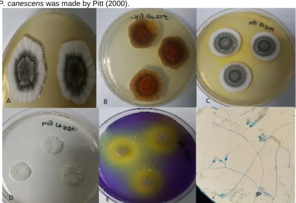 Figure 10. Penicillium canescens A. CYA medium, 25°C, colonial morphology for seven days