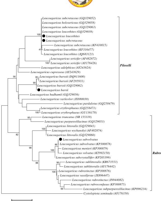 Figure 3. Phylogenetic tree of Leucoagaricus species based on ML analysis of the ITS region