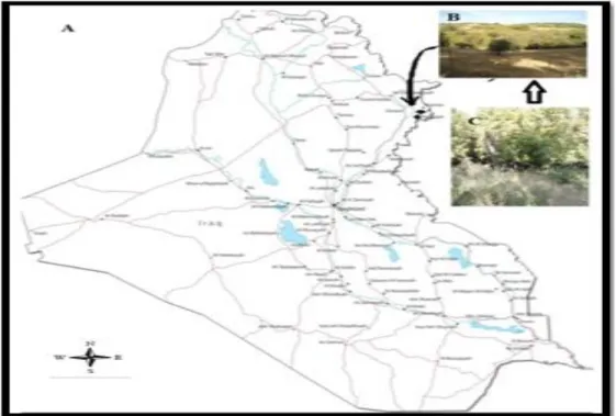 Figure 1. Iraq map. (A); Halabja location bolded, (B); illustrated Habitat, (C); the species Habitat