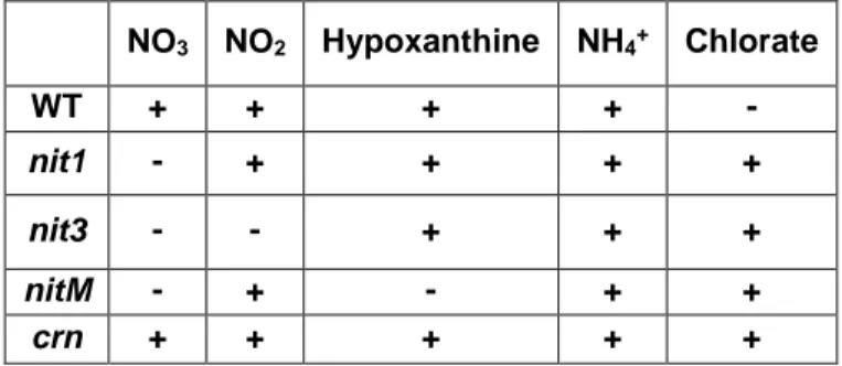 Table 1. Combinations of different nitrogen sources and  mutant types by their growth like a wild type
