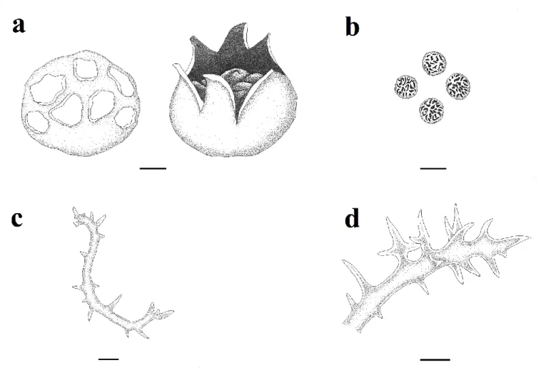 Figure  1.  Mycenastrum  corium  (illustrated  by  Deniz  Altuntaş):  a.  basidioma  (bar:  1  cm),  b