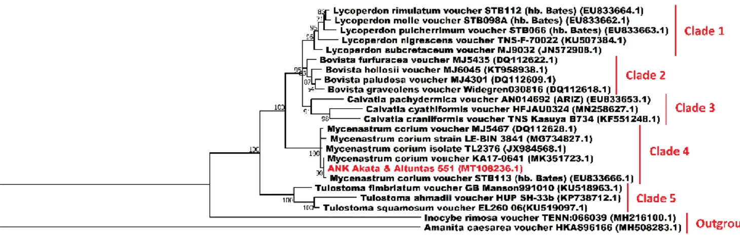 Figure 3. The Maximum Likelihood tree exhibiting the phylogenetic relationships of 23 fungi inferred from the ITS  region