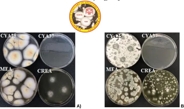 Figure 3. Colony characteristics of isolates on CYA 25, CYA 37, MEA and CREA media   (A) isolate A5 (B) isolate B3 