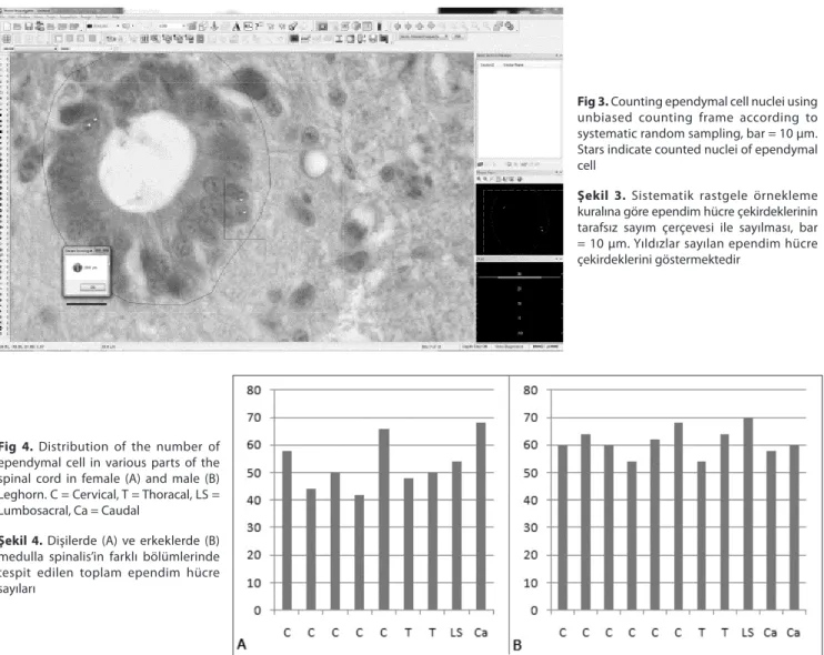 Fig 4. Distribution of the number of  ependymal cell in various parts of the  spinal cord in female (A) and male (B)  Leghorn