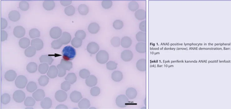 Fig 1. ANAE-positive lymphocyte in the peripheral  blood of donkey (arrow), ANAE demonstration, Barr: 