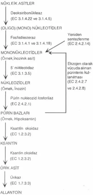 Şekil  1. Nukleik  asit (pGrin) senlezi, kaıabolizması ve  ek· 