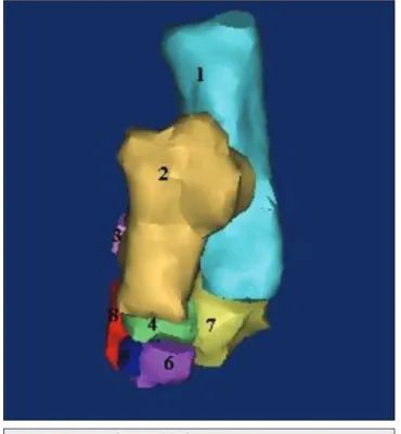 Fig 2. Dorsal view of 3D model of tarsal bones