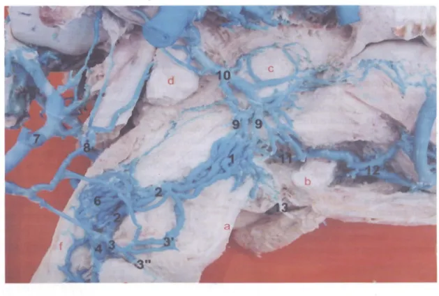 Şekil 2. Larynx venaları lateral'den g0ıünüm