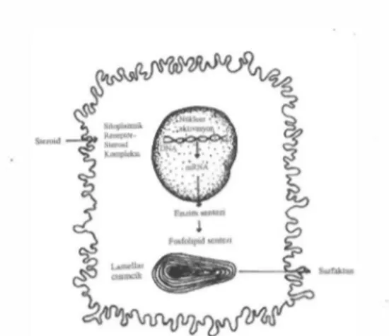 Şekil 4.  Glikokortikoidler  Aracılığıyla  Surfaktan Sentezi  Surfaktan  sentez  ve  ekskresyonu  pilokarpin,  asetil  kolin  veya  oksijen  ze�irlenmesi  ile  ar­