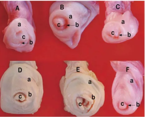 Fig 1. Appearances of the vaginal protrusions  in the Angora goat 