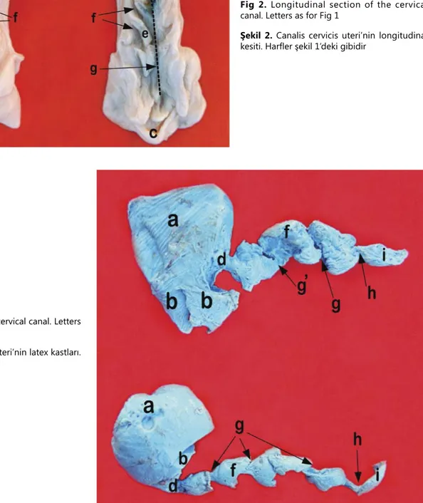 Fig 3. Latex casts of the cervical canal. Letters  as for Fig. 1 