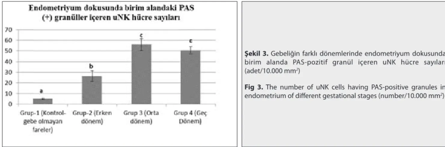 Şekil 3. Gebeliğin farklı dönemlerinde endometriyum dokusunda  birim alanda PAS-pozitif granül içeren uNK hücre sayıları  (adet/10.000 mm 2 )