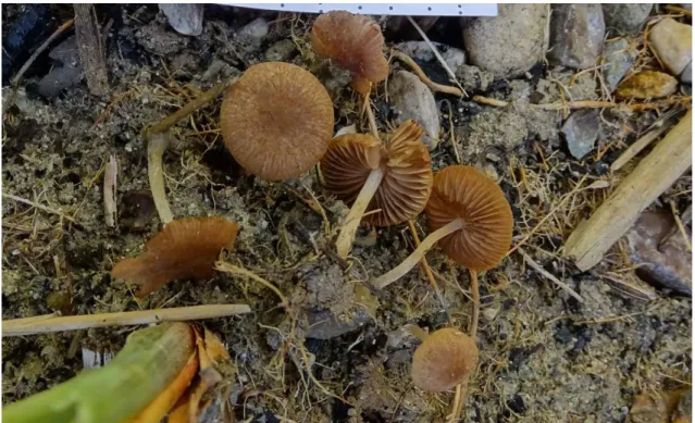 Figure 1. Basidiocarps of Psathyrella typhae. 