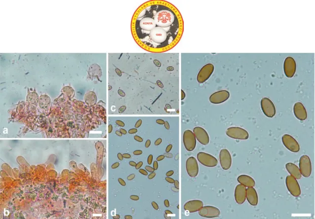 Figure 2. Basidia (a), cheilocystidia (b) and basidiospores (c-e) of Psathyrella typhae (bars 10 μm)   (a-c in Congo red; d,e in Melzer) 