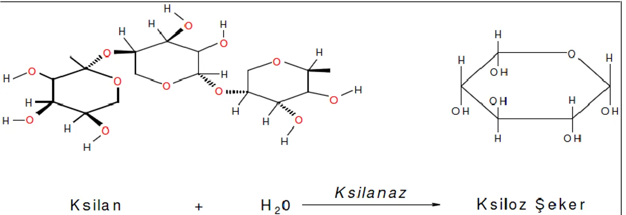 Şekil 2.3. Ksilanaz enziminin ksilan yapıları üzerine etkisi 