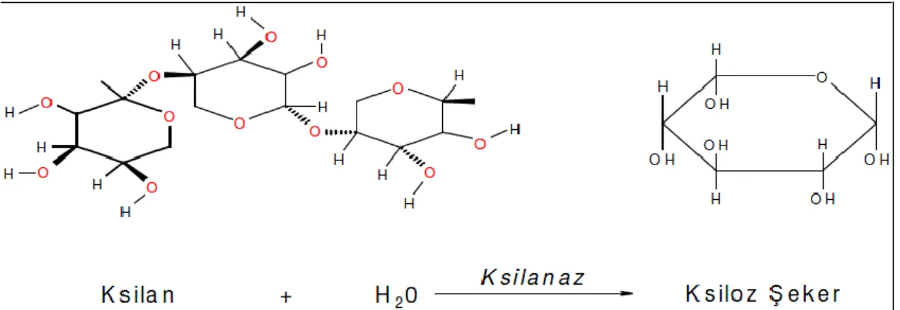 Şekil 2.3. Ksilanaz enziminin ksilan yapıları üzerine etkisi 