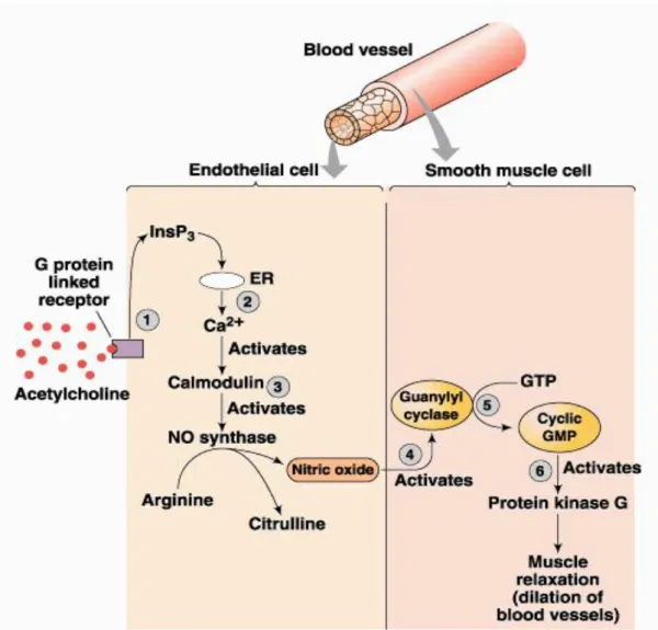 Şekil 2: Endotel hücresinde sentezlenen NO’ in kas tabakasına diffüze olarak  sitozolik siklik Guanozin Monofosfat (cGMP) oluşumunu tetiklemesi ve böylece kan 