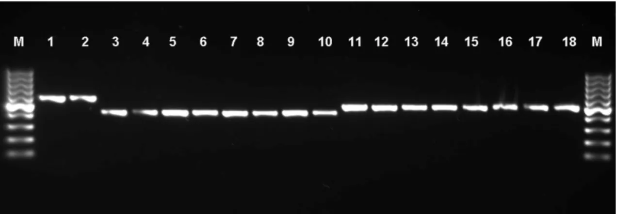 Figure 1: Agarose gel image of PCR products in  qnrS, qnrB  and  aac(6’)-1b-cr  genes of  E.coli  strains [M: 
