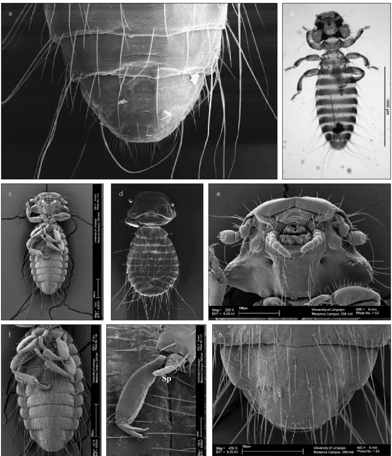 Figure 2. a-h. Photos of Colpocephalum nanum. (a) Female, abdominal end, ventral, SEM