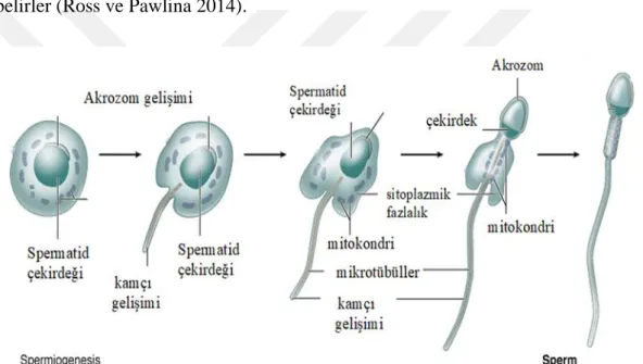 Şekil 1.2.1.2. Spemiyogenez (Kahn ve Brannigan 2017).  