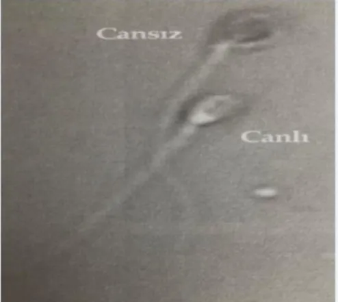 Şekil 1.3.2.3. Eozin boyanma ile cansız ve canlı spermler (WHO 2010) 
