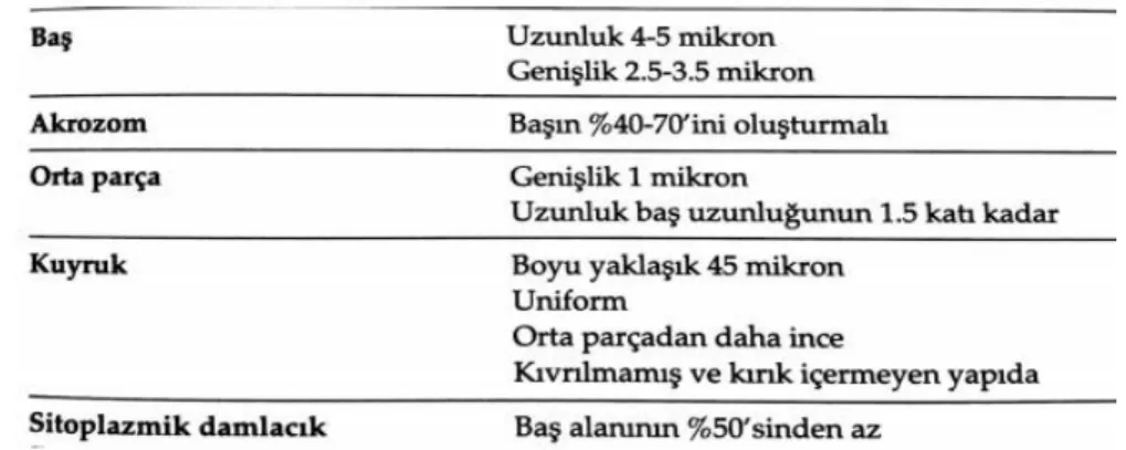 Şekil 1.3.2.7. Normal sperm (Aşçı ve ark 2013). 