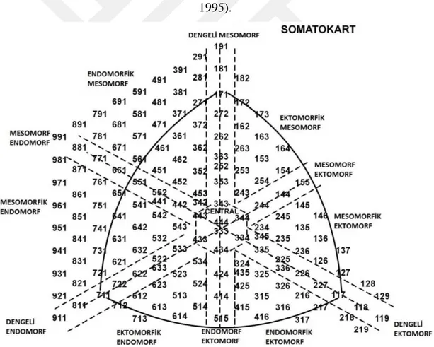 ġekil 1.1. Heath-Carter Somatokartı 