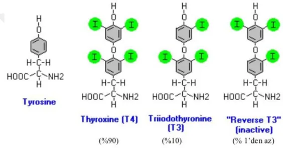 Şekil 1.1.3. Tiroit hormonunun kimyasal yapısı (Hulbert 2000’den modifiye edilmiştir)