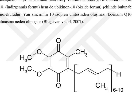 Şekil  2.1.1’de  de  görülen,  kimyasal  formülü  2,3-dimetoksi  -  5-metil  -  6- 6-dekaprenil - 1,4-benzokinon olan CoQ  (Parkhideh 2008), Dokularda hem  ubikinol-10  (indirgenmiş formu) hem de ubikinon-ubikinol-10 (okside formu) şeklinde bulunabilen bir