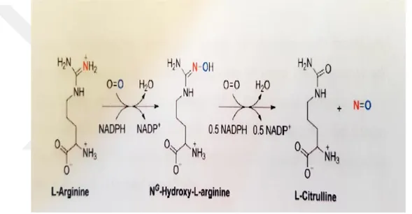 Şekil 3.1.1. Nitrit oksit sentezi (Kalyanaraman 2013). 