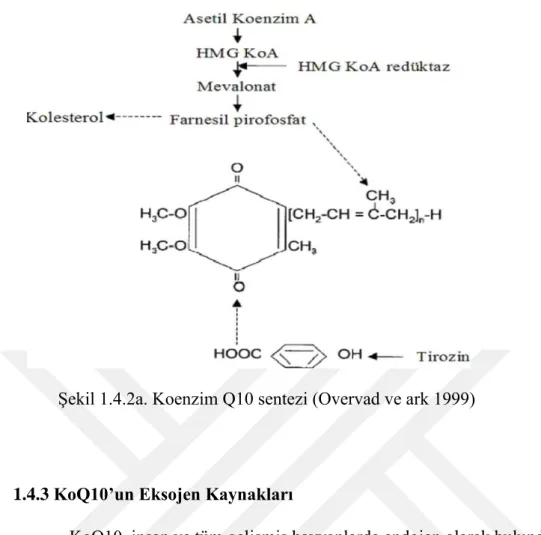 Şekil 1.4.2a. Koenzim Q10 sentezi (Overvad ve ark 1999) 