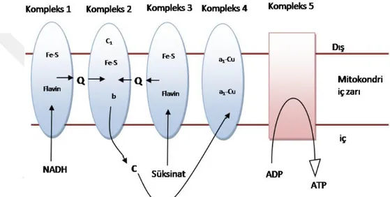 Şekil  1.5.1.  Mitokondriyal  elektron  transport  zinciri.  NADH  =  nikotinamid  adenin  dinükleotid, Q= KoQ10, C= sitokrom C, Fe-S = demir sülfür kümeleri, C1 = sitokrom  C1, b = sitokrom b, al-Cu=bakır ile ilişkili sitokrom a1, ADP = adenozin difosfat,
