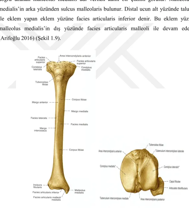 ġekil 1.9. Tibia, sağ; ön taraftan ve üst taraftan görünüĢ (Putz ve Pabst 2008). 