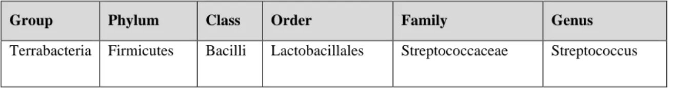 Table 1.1.The classification of the Streptococcus. 