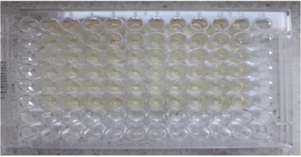 Figure  2.8.  Number  (1)  on  the  left  is  the  negative  control  which  is  sterile  TSB