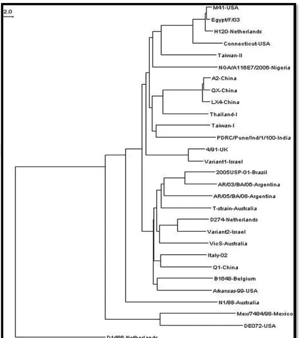 Şekil  3.1.  IBV’nun  S  geninin  S1  glikoprotein  kısmını  Ģifreleyen  bölümüne  dayanarak  hazırlanan  filogenetik ağaç (De Wit ve ark 2011) 