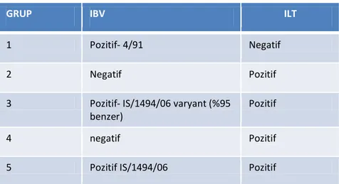 Çizelge 2.1. Serotip tayinine göre IBV ve ILT pozitif gruplar 