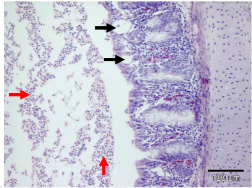 Şekil  3.9.  Trake  epitellerinde  nekroz  (kırmızı  oklar)  ve  lümende  sinsityal hücre oluĢumları ile bu hücrelerde intranükleer inklüzyonlar  (siyah oklar) (4.Grup-ILT pozitif)