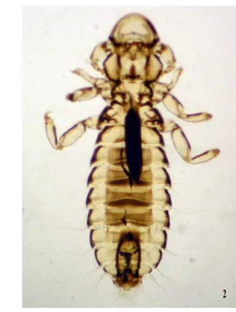 Şekil 1. Cuclotogaster heterographus, ♀  ;  Şekil 2. Cuclotogaster heterographus, ♂ 