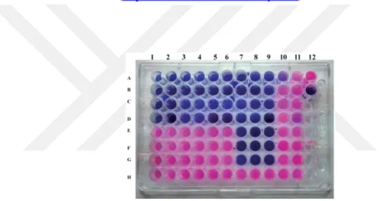 Şekil 2.12: Mikroplakada rezasurin boyasıyla canlı hücrelerin tespit edilmesi  (Subramaniam ve ark 2015) 