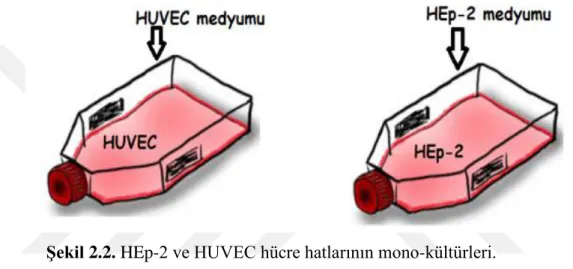Şekil 2.2. HEp-2 ve HUVEC hücre hatlarının mono-kültürleri. 