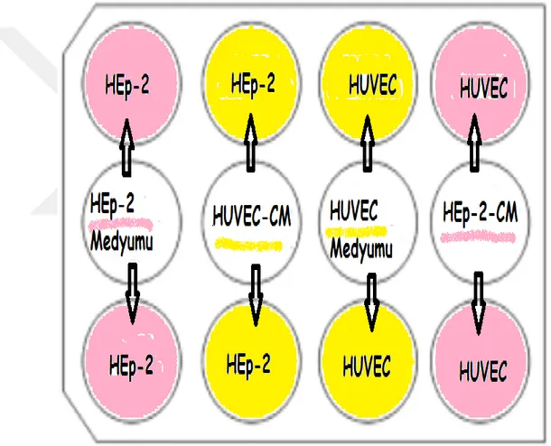 Şekil 2.7. Migrasyon deneyi için HEp-2 ve HUVEC hücrelerinin mono-kültür  ve  indirekt  ko-kültür  şablonu  (HEp-2  kültür  medyumu  pembe,  HUVEC  kültür medyumu sarıyla gösterilmiştir)