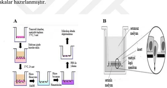 Şekil 2.8.  (A) “Matrijel transwell chamber invazyon assay”in, (B) Transwell  chamber  ve  invazif/non-invazif  hücrelerin  şematik  gösterimi