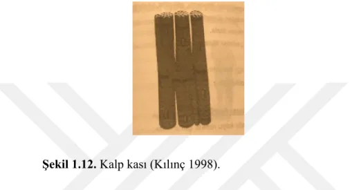 ġekil 1.12. Kalp kası (Kılınç 1998). 