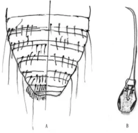 Figure 1. Colpocephalum nanum.  